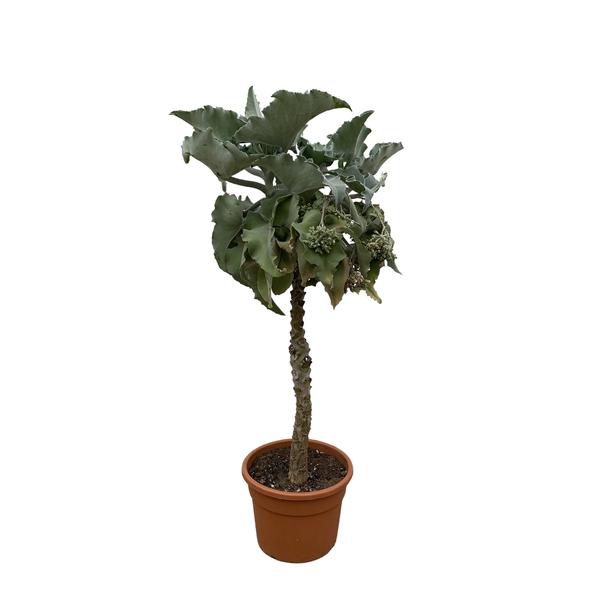 Kalanchoe Beharensis trunk - 150 cm - ø35